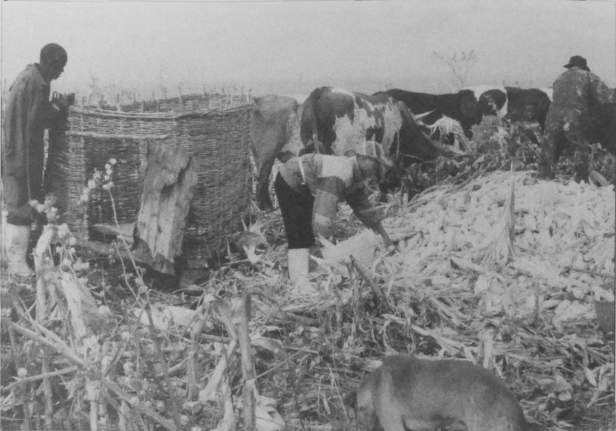 Harvest of maîze -1980